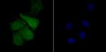 TLE6 Antibody in Immunocytochemistry (ICC/IF)