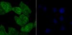 TLE6 Antibody in Immunocytochemistry (ICC/IF)