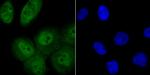 TLE6 Antibody in Immunocytochemistry (ICC/IF)