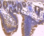 TLE6 Antibody in Immunohistochemistry (Paraffin) (IHC (P))