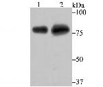 TLE6 Antibody in Western Blot (WB)