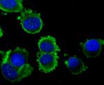 NGF Antibody in Immunocytochemistry (ICC/IF)