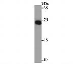 NGF Antibody in Western Blot (WB)