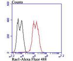 RAE1 Antibody in Flow Cytometry (Flow)