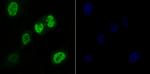 RAE1 Antibody in Immunocytochemistry (ICC/IF)