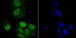 RAE1 Antibody in Immunocytochemistry (ICC/IF)