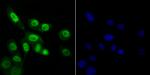 RAE1 Antibody in Immunocytochemistry (ICC/IF)