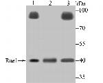 RAE1 Antibody in Western Blot (WB)