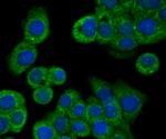 BNIP1 Antibody in Immunocytochemistry (ICC/IF)