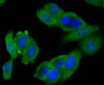 BNIP1 Antibody in Immunocytochemistry (ICC/IF)