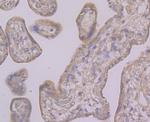 BNIP1 Antibody in Immunohistochemistry (Paraffin) (IHC (P))