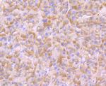 BNIP1 Antibody in Immunohistochemistry (Paraffin) (IHC (P))