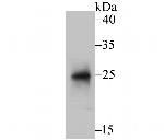 BNIP1 Antibody in Western Blot (WB)