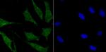 SUFU Antibody in Immunocytochemistry (ICC/IF)