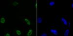 Histone H3.1 Antibody in Immunocytochemistry (ICC/IF)