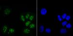 Histone H3.1 Antibody in Immunocytochemistry (ICC/IF)