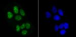 Histone H3.1 Antibody in Immunocytochemistry (ICC/IF)