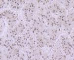 Histone H3.1 Antibody in Immunohistochemistry (Paraffin) (IHC (P))