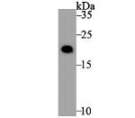 Histone H3.1 Antibody in Western Blot (WB)