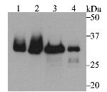 Fibrillarin Antibody in Western Blot (WB)