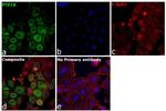 PTP1B Antibody in Immunocytochemistry (ICC/IF)