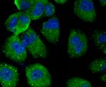 PTP1B Antibody in Immunocytochemistry (ICC/IF)