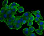 PTP1B Antibody in Immunocytochemistry (ICC/IF)