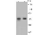 PTP1B Antibody in Western Blot (WB)