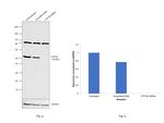 PTP1B Antibody in Western Blot (WB)