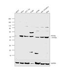 PTP1B Antibody in Western Blot (WB)