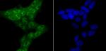 ROC1 Antibody in Immunocytochemistry (ICC/IF)