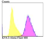 KV4.3 (KCND3) Antibody in Flow Cytometry (Flow)