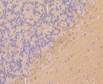 KV4.3 (KCND3) Antibody in Immunohistochemistry (Paraffin) (IHC (P))