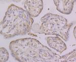 KV4.3 (KCND3) Antibody in Immunohistochemistry (Paraffin) (IHC (P))