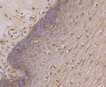 KV4.3 (KCND3) Antibody in Immunohistochemistry (Paraffin) (IHC (P))