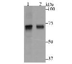 KV4.3 (KCND3) Antibody in Western Blot (WB)