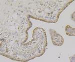 LRP8 Antibody in Immunohistochemistry (Paraffin) (IHC (P))