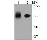 LRP8 Antibody in Western Blot (WB)