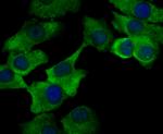 ORAI3 Antibody in Immunocytochemistry (ICC/IF)