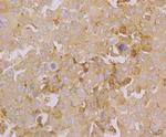 ORAI3 Antibody in Immunohistochemistry (Paraffin) (IHC (P))