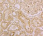 ORAI3 Antibody in Immunohistochemistry (Paraffin) (IHC (P))