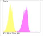 GPX4 Antibody in Flow Cytometry (Flow)