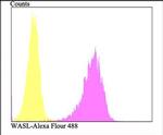 N-WASP Antibody in Flow Cytometry (Flow)