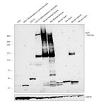 RyR1 Antibody in Western Blot (WB)