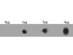 Ryanodine Receptor Antibody in Dot Blot (DB)