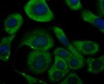 KV1.5 (KCNA5) Antibody in Immunocytochemistry (ICC/IF)