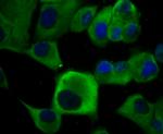 KV1.5 (KCNA5) Antibody in Immunocytochemistry (ICC/IF)