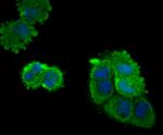 KIF11 Antibody in Immunocytochemistry (ICC/IF)