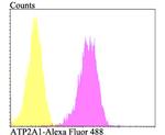 ATP2A1 Antibody in Flow Cytometry (Flow)