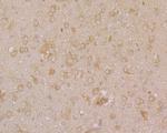 PHF8 Antibody in Immunohistochemistry (Paraffin) (IHC (P))